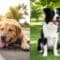 signs of heatstroke dogs
